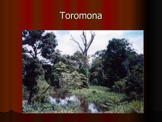 Toromona 