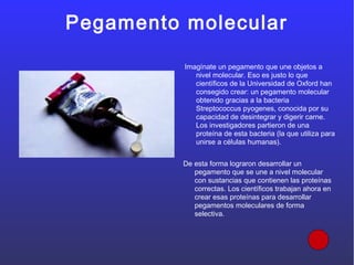 Pegamento molecular
Imagínate un pegamento que une objetos a
nivel molecular. Eso es justo lo que
científicos de la Universidad de Oxford han
consegido crear: un pegamento molecular
obtenido gracias a la bacteria
Streptococcus pyogenes, conocida por su
capacidad de desintegrar y digerir carne.
Los investigadores partieron de una
proteína de esta bacteria (la que utiliza para
unirse a células humanas).
De esta forma lograron desarrollar un
pegamento que se une a nivel molecular
con sustancias que contienen las proteínas
correctas. Los científicos trabajan ahora en
crear esas proteínas para desarrollar
pegamentos moleculares de forma
selectiva.
 