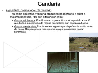Gandaría A gandaría  comercial ou de mercado Ten como obxectivo vender a produción no mercado e obter o máximo beneficio. Hai que diferenciar entre: Gandaría intensiva . Practícase en explotacións moi especializadas. O resultado é a obtención de moitos exemplares nun espazo reducido. Gandaría extensiva.  Practícase en lugares que dispoñen de moito terreo de pasto. Require pouca man de obra xa que os rabaños pastan libremente. 