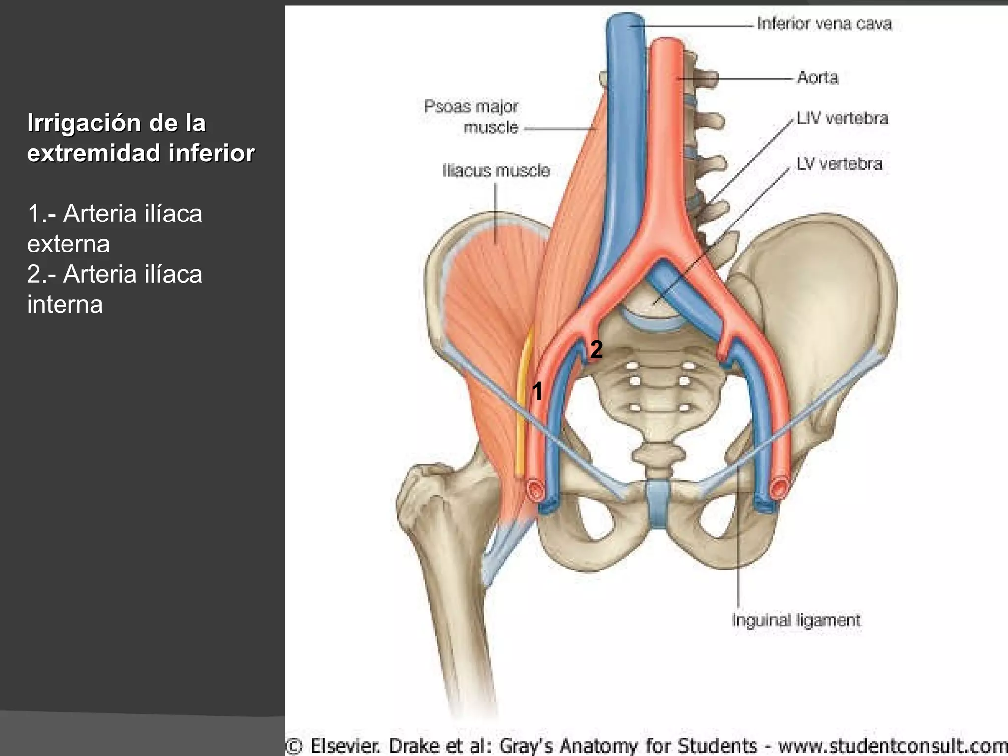 Irrigación de la extremidad inferior 1.- Arteria ilíaca externa 2.- Arteria ilíaca interna 1 2