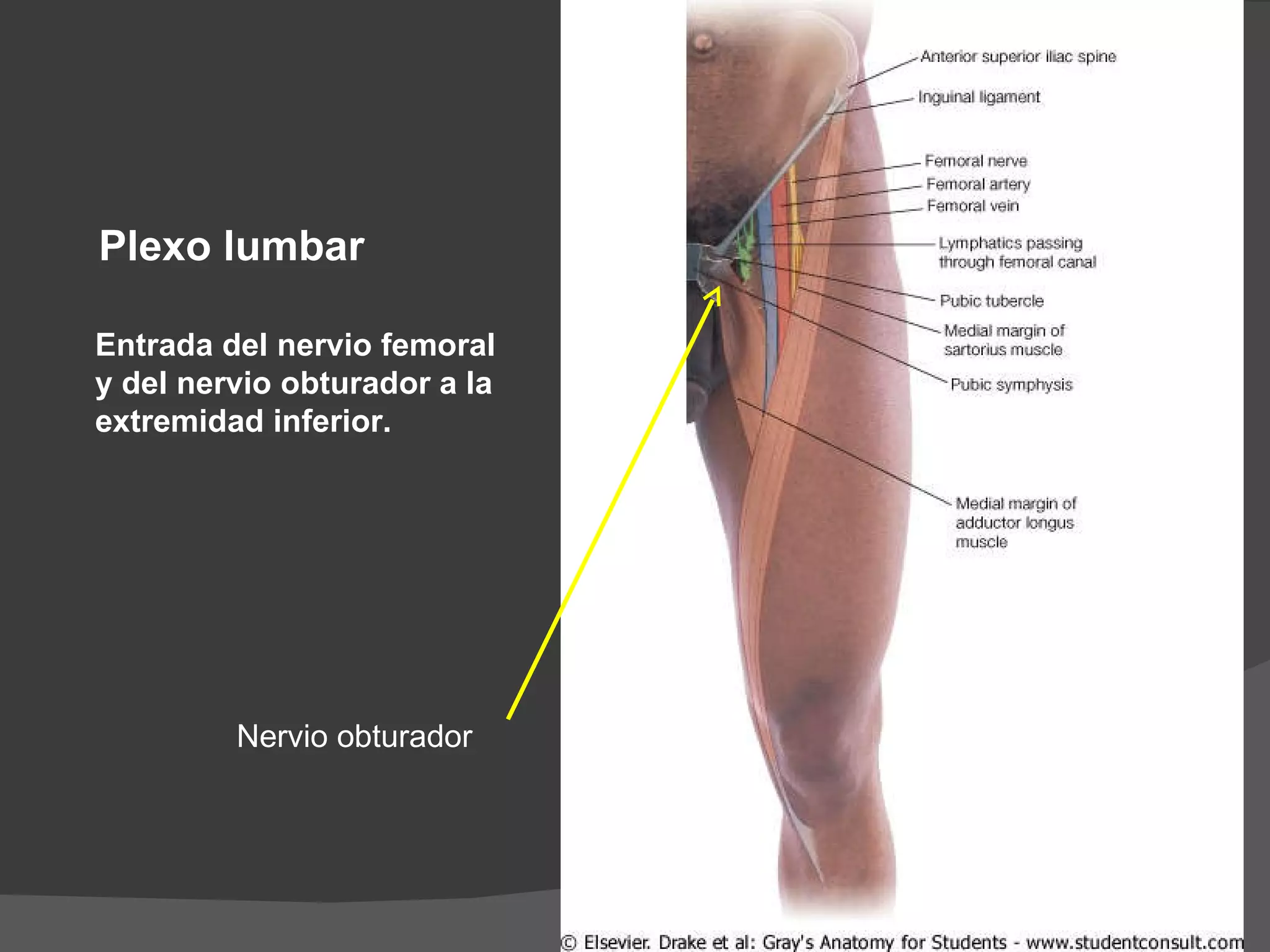 Entrada del nervio femoral y del nervio obturador a la extremidad inferior. Plexo lumbar Nervio obturador