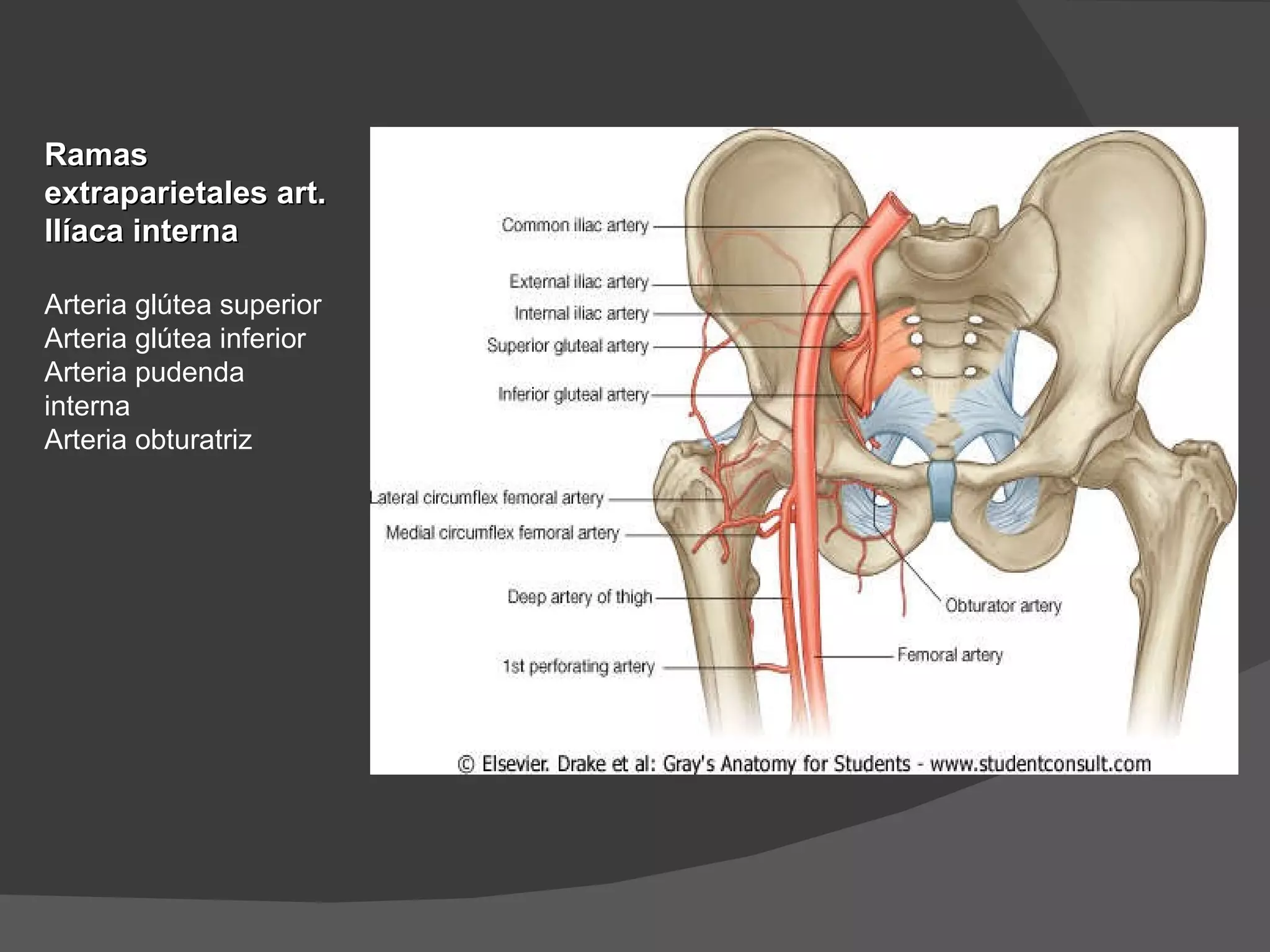 Ramas extraparietales art. Ilíaca interna Arteria glútea superior Arteria glútea inferior Arteria pudenda interna Arteria obturatriz