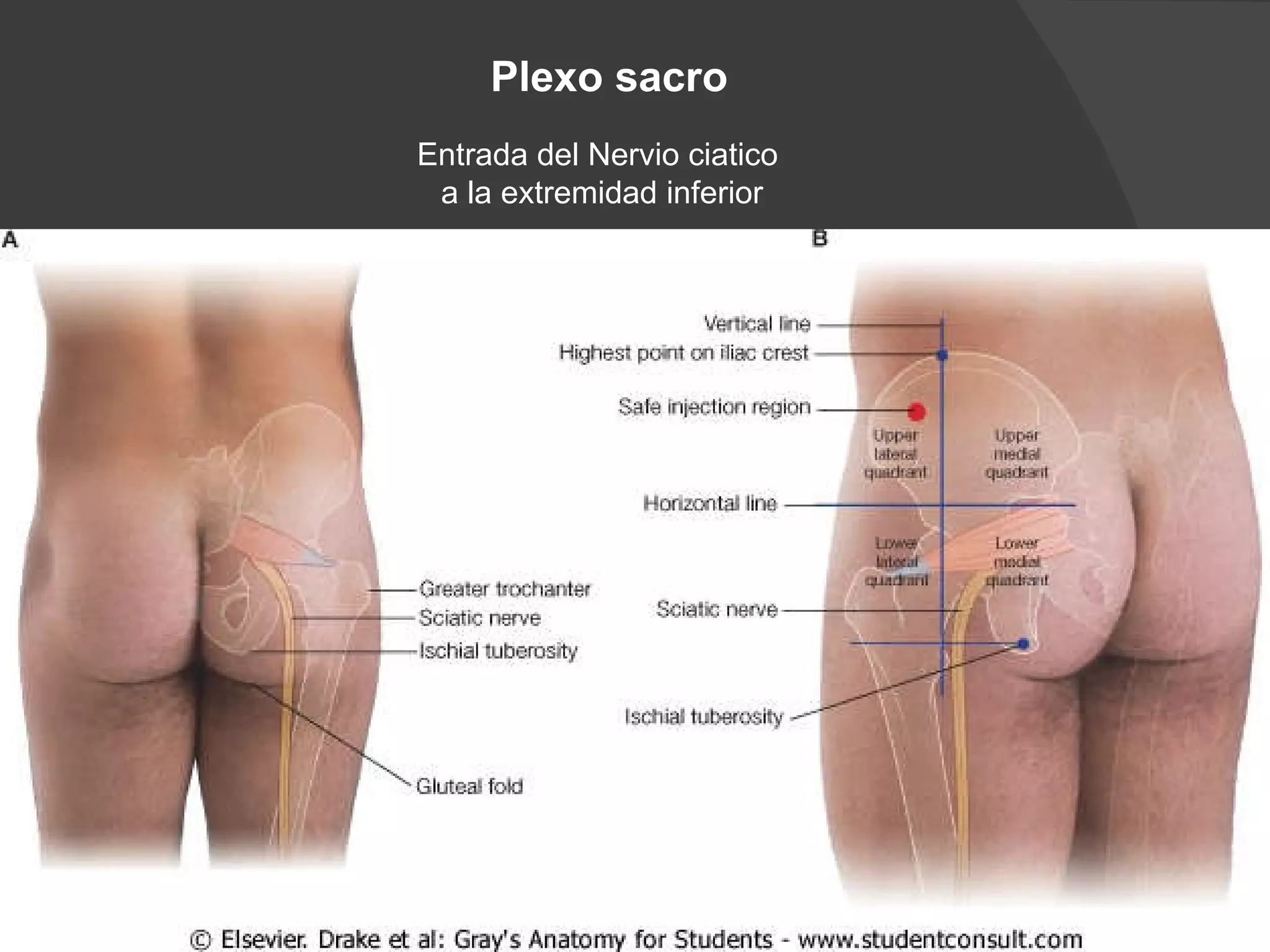 Plexo sacro Entrada del Nervio ciatico a la extremidad inferior
