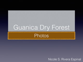 Guanica Dry Forest
Photos
Nicole S. Rivera Espinal
 