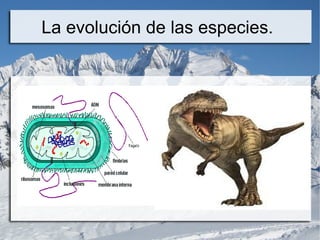 La evolución de las especies.
 