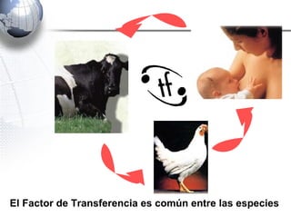 El Factor de Transferencia es común entre las especies 