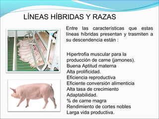 LÍNEAS HÍBRIDAS Y RAZAS
Entre las características que estas
líneas híbridas presentan y trasmiten a
su descendencia están :
Hipertrofia muscular para la
producción de carne (jamones).
Buena Aptitud materna
Alta prolificidad.
Eficiencia reproductiva
Eficiente conversión alimenticia
Alta tasa de crecimiento
Adaptabilidad.
% de carne magra
Rendimiento de cortes nobles
Larga vida productiva.
 