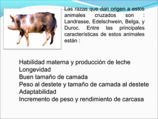 Las razas que dan origen a estos
animales cruzados son :
Landrasse, Edelschwein, Belga, y
Duroc. Entre las principales
características de estos animales
están :
Habilidad materna y producción de leche
Longevidad
Buen tamaño de camada
Peso al destete y tamaño de camada al destete
Adaptabilidad
Incremento de peso y rendimiento de carcasa
 