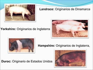 Landrace: Originarios de Dinamarca
Yorkshire: Originarios de Inglaterra
Hampshire: Originarios de Inglaterra,
Duroc: Originario de Estados Unidos
 
