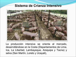 Sistema de Crianza Intensivo
La producción intensiva se orienta al mercado,
desarrollándose en la Costa (Departamentos de Lima,
Ica, La Libertad, Lambayeque, Arequipa y Tacna) y
selva (San Martín, Loreto y Ucayali),
 