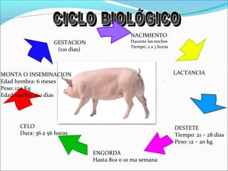 NACIMIENTO
LACTANCIA
GESTACIÓN
Ө: 9 meses
DESTETE
A los 10 días
CRECIMIENTO
CELO
Ө: 15 20 días
Después de la
monta
MONTA
NACIMIENTO
Durante las noches
Tiempo: 2 a 3 horas
GESTACION
(110 dias)
LACTANCIA
DESTETE
Tiempo: 21 – 28 dias
Peso: 12 – 20 kg
ENGORDA
Hasta 8va o 10 ma semana
CELO
Dura: 36 a 56 horas
MONTA O INSEMINACION
Edad hembra: 6 meses
Peso: 120 Kg
Edad macho: 160 dias
.
 