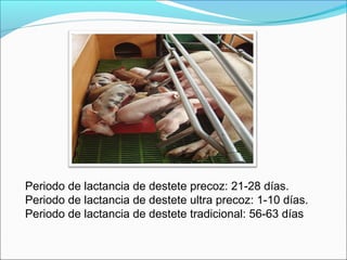 Periodo de lactancia de destete precoz: 21-28 días.
Periodo de lactancia de destete ultra precoz: 1-10 días.
Periodo de lactancia de destete tradicional: 56-63 días
 