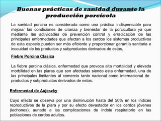 Buenas prácticas de sanidad durante la
producción porcícola
La sanidad porcina es considerada como una práctica indispensable para
mejorar las condiciones de crianza y bienestar de la porcicultura ya que
mediante las actividades de prevención control y erradicación de las
principales enfermedades que afectan a los cerdos los sistemas productivos
de esta especie pueden ser más eficiente y proporcionar garantía sanitaria e
inocuidad de los productos y subproductos derivados de estos.
Fiebre Porcina Clasica
La fiebre porcina clásica, enfermedad que provoca alta mortalidad y elevada
morbilidad en las piaras que son afectadas siendo esta enfermedad, una de
las principales limitantes al comercio tanto nacional como internacional de
productos y subproductos derivados de estos.
Enfermedad de Aujeszky
Cuyo efecto se observa por una disminución hasta del 50% en los índices
reproductivos de la piara y por su efecto devastador en los cerdos jóvenes
(lechones), aunado a las complicaciones de índole respiratorio en las
poblaciones de cerdos adultos.
 