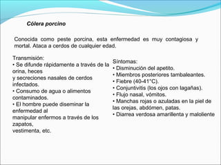 Cólera porcino
Conocida como peste porcina, esta enfermedad es muy contagiosa y
mortal. Ataca a cerdos de cualquier edad.
Transmisión:
• Se difunde rápidamente a través de la
orina, heces
y secreciones nasales de cerdos
infectados.
• Consumo de agua o alimentos
contaminados.
• El hombre puede diseminar la
enfermedad al
manipular enfermos a través de los
zapatos,
vestimenta, etc.
Síntomas:
• Disminución del apetito.
• Miembros posteriores tambaleantes.
• Fiebre (40-41°C).
• Conjuntivitis (los ojos con lagañas).
• Flujo nasal, vómitos.
• Manchas rojas o azuladas en la piel de
las orejas, abdómen, patas.
• Diarrea verdosa amarillenta y maloliente
 