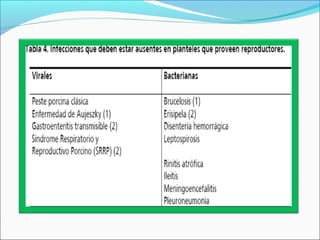 Presentacion4 porcicultura (1)