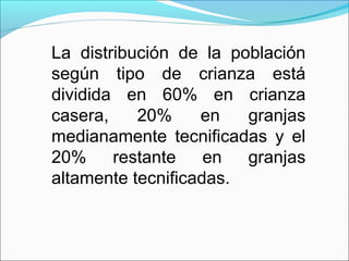 La distribución de la población
según tipo de crianza está
dividida en 60% en crianza
casera, 20% en granjas
medianamente tecnificadas y el
20% restante en granjas
altamente tecnificadas.
 