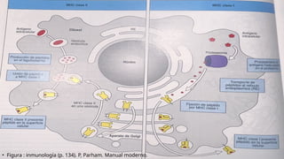Comprehensive Overview of Antigens and Antibodies in Immunology | PPTX