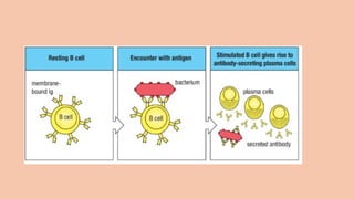 Comprehensive Overview of Antigens and Antibodies in Immunology | PPTX