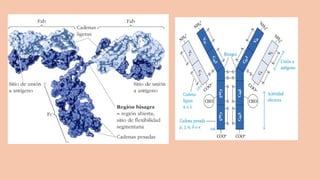Comprehensive Overview of Antigens and Antibodies in Immunology | PPTX