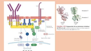 Comprehensive Overview of Antigens and Antibodies in Immunology | PPTX