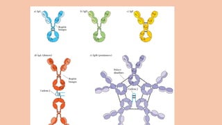 Comprehensive Overview of Antigens and Antibodies in Immunology | PPTX