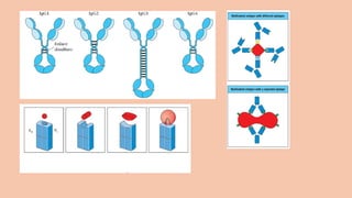 Comprehensive Overview of Antigens and Antibodies in Immunology | PPTX
