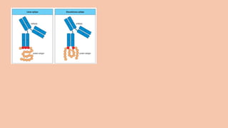 Comprehensive Overview of Antigens and Antibodies in Immunology | PPTX