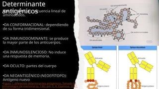 Comprehensive Overview of Antigens and Antibodies in Immunology | PPTX