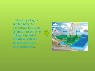  · El suelo y el agua 
son la fuente de 
nutrientes. Del suelo 
(plantas terrestres) o 
del agua (plantas 
acuáticas) extraen 
sales minerales y 
otros nutrientes. 
 