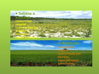 • Sabana o 
arbustal: 
comunidad 
vegetal 
conformada por 
árboles y 
arbustos 
esparcidos con 
mezcla de 
hierbas. • Pastizal: 
comunidad 
vegetal 
conformada por 
hierbas, 
especialmente 
gramíneas. 
 