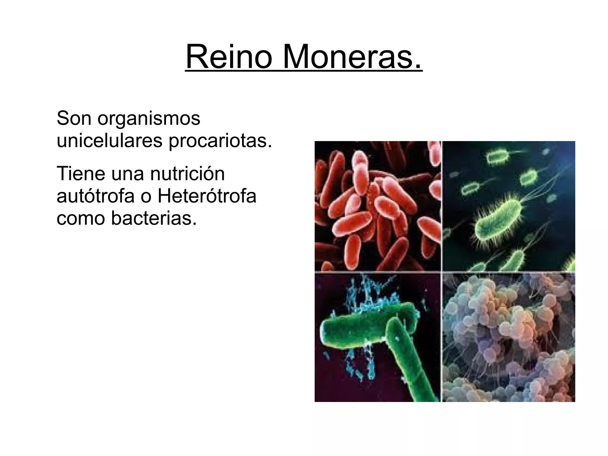 Presentacion 5 reinos (naturales) | ODP