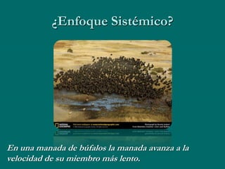 ¿Enfoque Sistémico?




En una manada de búfalos la manada avanza a la
velocidad de su miembro más lento.
 