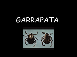 GARRAPATA 