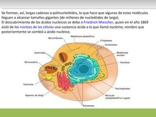 Se forman, así, largas cadenas o polinucleótidos, lo que hace que algunas de estas moléculas lleguen a alcanzar tamaños gigantes (de millones de nucleótidos de largo). El descubrimiento de los ácidos nucleicos se debe a  Friedrich Miescher , quien en el año 1869 aisló de los  núcleos de las células  una sustancia ácida a la que llamó  nucleína , nombre que posteriormente se cambió a ácido nucleico. 