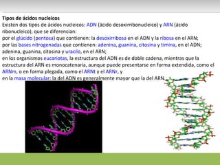 Tipos de ácidos nucleicos Existen dos tipos de ácidos nucleicos:  ADN  (ácido desoxirribonucleico) y  ARN  (ácido ribonucleico), que se diferencian: por el  glúcido  ( pentosa ) que contienen: la  desoxirribosa  en el ADN y la  ribosa  en el ARN; por las  bases nitrogenadas  que contienen:  adenina ,  guanina ,  citosina  y  timina , en el ADN; adenina, guanina, citosina y  uracilo , en el ARN; en los organismos  eucariotas , la estructura del ADN es de doble cadena, mientras que la estructura del ARN es monocatenaria, aunque puede presentarse en forma extendida, como el  ARNm , o en forma plegada, como el  ARNt  y el  ARNr , y en la  masa molecular : la del ADN es generalmente mayor que la del ARN. 