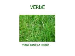 VERDE VERDE COMO LA HIERBA 