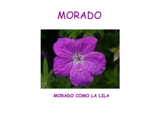 MORADO MORADO COMO LA LILA 