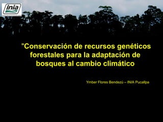 "
 "Conservación de recursos genéticos
forestales para la adaptación de
bosques al cambio climático
Ymber Flores Bendezú – INIA Pucallpa
 
