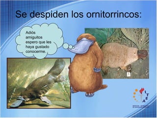 Se despiden los ornitorrincos:Adiós amiguitos espero que les haya gustado conocerme.