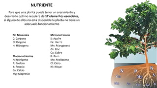 Para que una planta pueda tener un crecimiento y
desarrollo optimo requiere de 17 elementos esenciales,
si alguno de ellos no esta disponible la planta no tiene un
adecuado funcionamiento
NUTRIENTE
No Minerales
C: Carbono
O: Oxigeno
H: Hidrogeno
Macronutrientes
N: Nitrógeno
P: Fosforo
K: Potasio
Ca: Calcio
Mg: Magnesio
Micronutrientes
S: Azufre
Fe: Hierro
Mn: Manganeso
Zn: Zinc
Cu: Cobre
B: Boro
Mo: Molibdeno
Cl: Cloro
Ni: Níquel
 