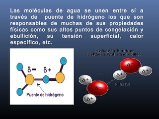 Las moléculas de agua se unen entre sí a
través de puente de hidrógeno los que son
responsables de muchas de sus propiedades
físicas como sus altos puntos de congelación y
ebullición,
su
tensión
superficial,
calor
específico, etc.

 