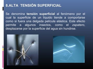 8.ALTA TENSIÓN SUPERFICIAL
Se  denomina  tensión superficial  al  fenómeno  por  el 
cual  la  superficie  de  un  líquido  tiende  a  comportarse 
como  si  fuera  una  delgada  película  elástica.  Este  efecto 
permite  a  algunos  insectos,  como  el  zapatero, 
desplazarse por la superficie del agua sin hundirse.

 