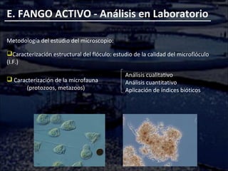 E. FANGO ACTIVO - Análisis en Laboratorio
Metodología del estudio del microscopio:
Caracterización estructural del flóculo: estudio de la calidad del microflóculo
(I.F.)
 Caracterización de la microfauna
(protozoos, metazoos)
Análisis cualitativo
Análisis cuantitativo
Aplicación de índices bióticos
 