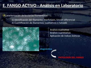 E. FANGO ACTIVO - Análisis en Laboratorio
Caracterización de bacterias filamentosas
1) Identificación del filamento: morfotipos, tinción diferencial
2) Cuantificación de filamentos: cualitativos o Salvadó
Análisis cualitativo
Análisis cuantitativo
Aplicación de índices bióticos
PATOLOGÍA DEL FANGO
diagnóstico
 