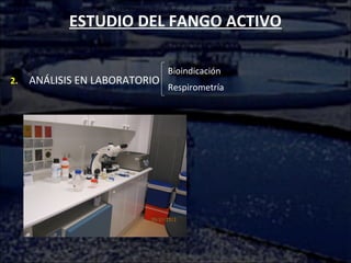 ESTUDIO DEL FANGO ACTIVO
2. ANÁLISIS EN LABORATORIO
Bioindicación
Respirometría
 