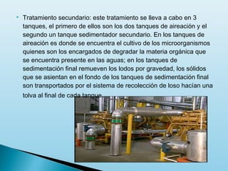    Tratamiento secundario: este tratamiento se lleva a cabo en 3
    tanques, el primero de ellos son los dos tanques de aireación y el
    segundo un tanque sedimentador secundario. En los tanques de
    aireación es donde se encuentra el cultivo de los microorganismos
    quienes son los encargados de degradar la materia orgánica que
    se encuentra presente en las aguas; en los tanques de
    sedimentación final remueven los lodos por gravedad, los sólidos
    que se asientan en el fondo de los tanques de sedimentación final
    son transportados por el sistema de recolección de loso hacían una
    tolva al final de cada tanque.
 