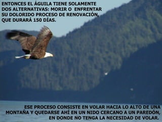 ENTONCES EL ÁGUILA TIENE SOLAMENTE DOS ALTERNATIVAS: MORIR O  ENFRENTAR SU DOLORIDO PROCESO DE RENOVACIÓN, QUE DURARÁ 150 DÍAS.  ESE PROCESO CONSISTE EN VOLAR HACIA LO ALTO DE UNA MONTAÑA Y QUEDARSE AHÍ EN UN NIDO CERCANO A UN PAREDÓN, EN DONDE NO TENGA LA NECESIDAD DE VOLAR.  