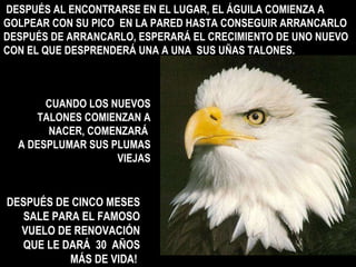 DESPUÉS AL ENCONTRARSE EN EL LUGAR, EL ÁGUILA COMIENZA A GOLPEAR CON SU PICO  EN LA PARED HASTA CONSEGUIR ARRANCARLO DESPUÉS DE ARRANCARLO, ESPERARÁ EL CRECIMIENTO DE UNO NUEVO CON EL QUE DESPRENDERÁ UNA A UNA  SUS UÑAS TALONES.  CUANDO LOS NUEVOS TALONES COMIENZAN A NACER, COMENZARÁ  A DESPLUMAR SUS PLUMAS VIEJAS DESPUÉS DE CINCO MESES SALE PARA EL FAMOSO VUELO DE RENOVACIÓN QUE LE DARÁ  30  AÑOS MÁS DE VIDA!  
