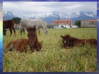 Presentacion albuñan
