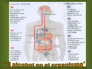 *El alcohol en el organismo* 